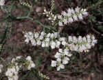 Southern jointweed